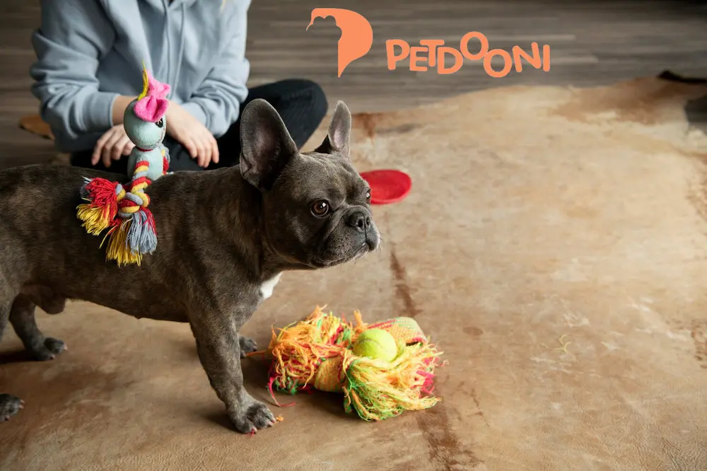 مزایای استفاده از عروسک بازی سگ برای سلامت روان و رفتار آن | پت شاپ آنلاین پت دونی